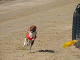 Golden Rabbit European Sandtrack-Derby Th. Ernst (126)